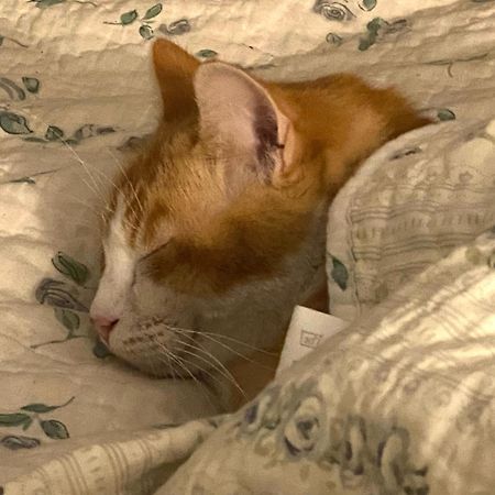 モアサック Au Jardin Y Bed & Breakfast エクステリア 写真